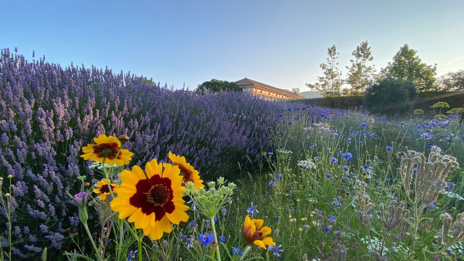 Campo di lavanda e fiori selvatici presso la sede di Rugiada Mediterranea