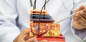 La barriera cutanea: il nostro principale alleato contro l'invecchiamento della pelle