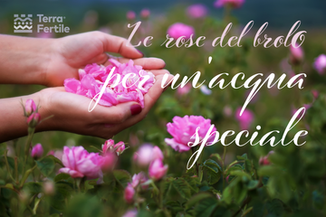 Come si estrae l’Acqua di rose?