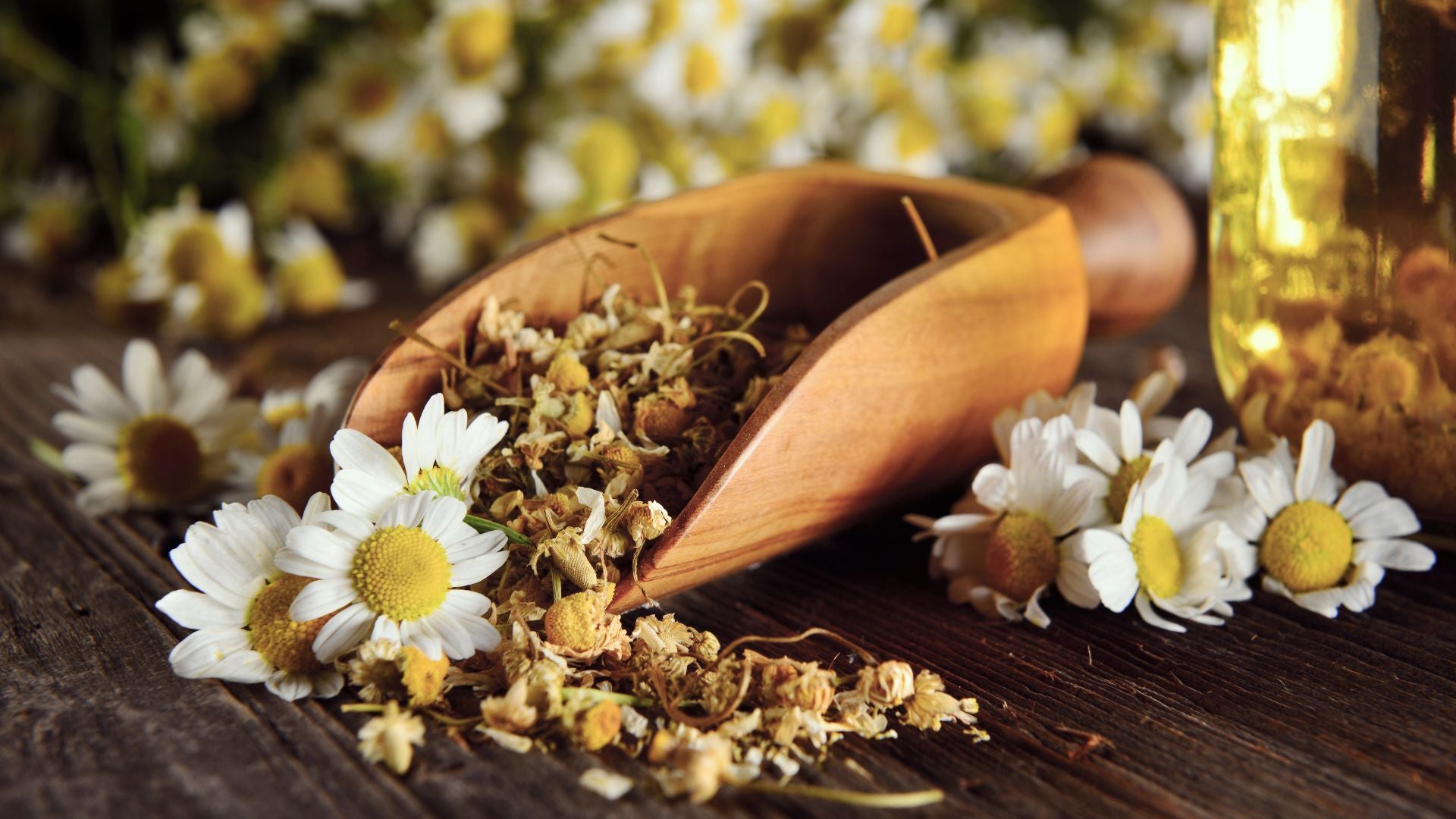 Fiori di camomilla per elisir viso naturali e intensivi